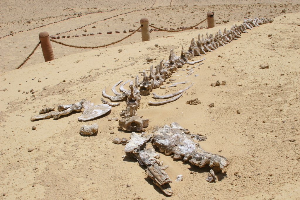 Скелеты сахары. Пустыня Гоби кладбище динозавров. Долина китов Вади-Аль-хитан. Пустыня Гоби останки динозавров. Пустыня Гоби раскопки динозавров.